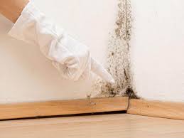 Why You Should Choose Our Mold Remediation Services in Loyalhanna, PA